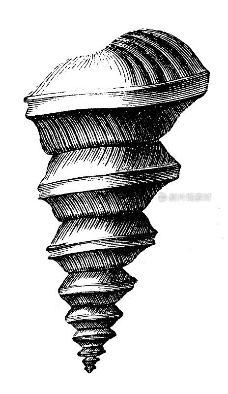 古董插图，地质和化石:Murchisonia Angulata